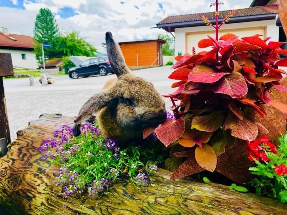 Restaurant Gaestehaus Wiesenheim Uderns Eksteriør billede